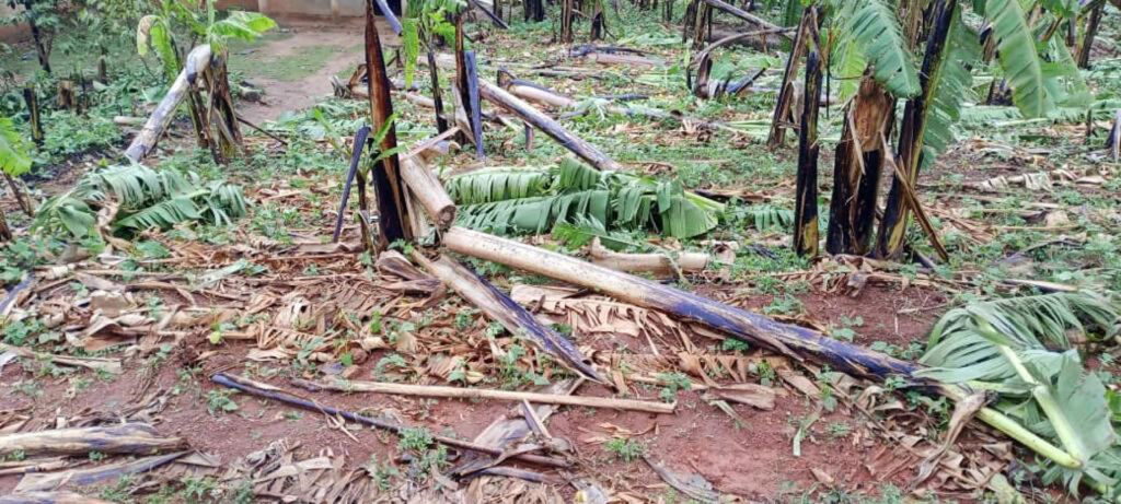 Bananenplantagen und andere Pflanzungen wurden vom Sturm zerstört, für die Betroffenen fehlen nun Nahrungsmittel.Foto: Kirchenkreis Kusini B 