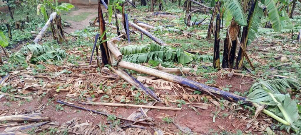 Bananenplantagen und andere Pflanzungen wurden vom Sturm zerstört, für die Betroffenen fehlen nun Nahrungsmittel.Foto: Kirchenkreis Kusini B